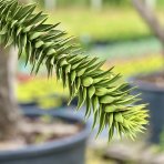 Araukária andská (Araucaria araucana) ´IMBRICATA´ - výška 300-400 cm; kont. C450L (-18°C)